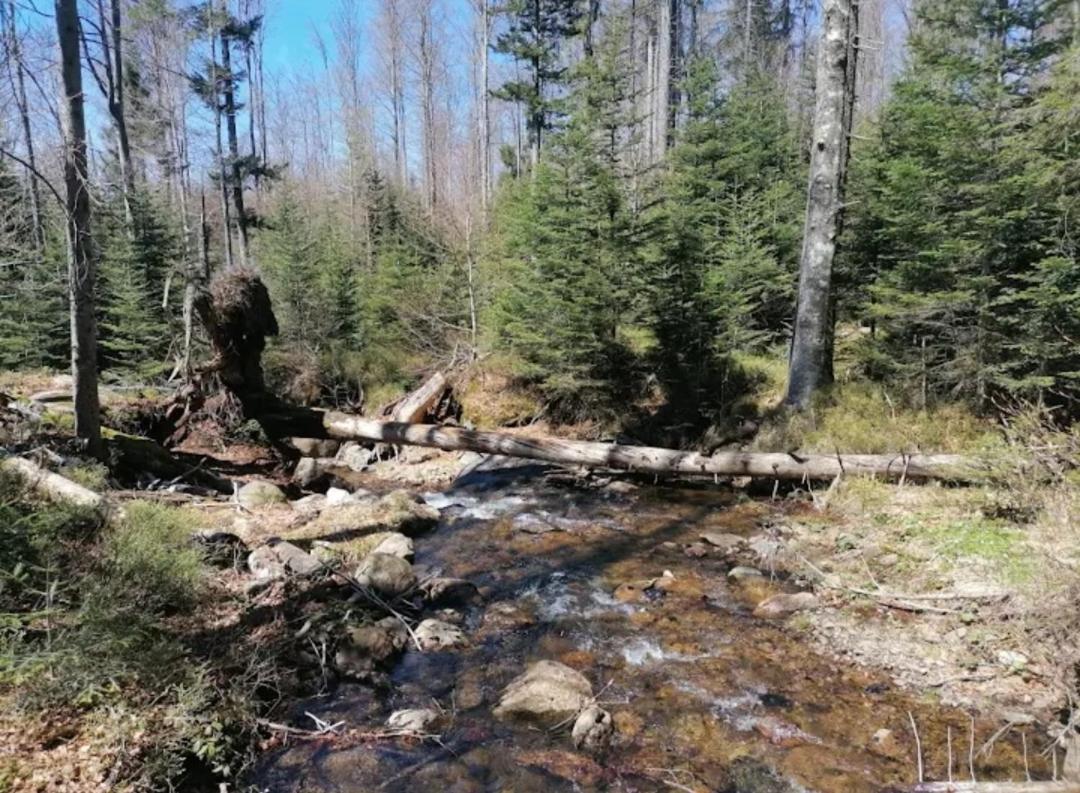 Ferienwohnungen "Haus Daxberg" Idyllisch Gelegen Im Bayerischen Wald Eppenschlag Bagian luar foto